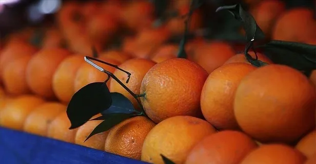 C vitamini deposu portakal hangi hastalıklara iyi gelir?