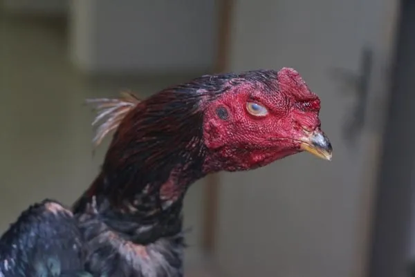 Antalya'da akılalmaz olay-5