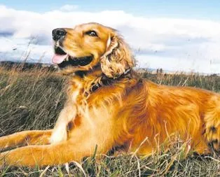 Amerika köpekleri aldı