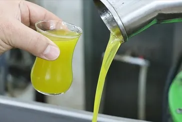 Sahte zeytinyağı bu testle saniyeler içinde ortaya çıkıyor! Evde pamuk batırıp deneyin