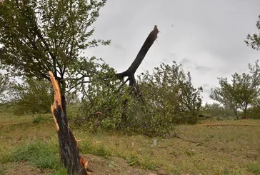 Kahramanmaraş’ta hortum: Ağaçları yerinden söktü