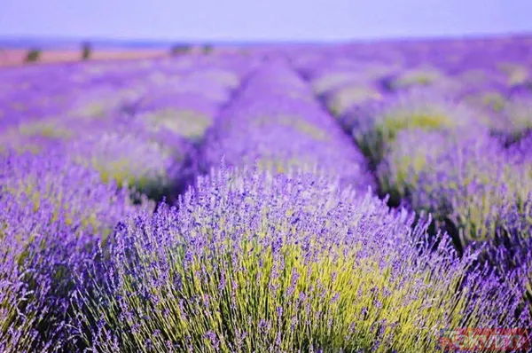 2022 Kurban Bayramı tatilinde nereye gidilir? İşte Kurban Bayramı tatili için en güzel ve en ucuz yurt içi rotalar - 16