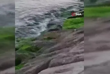 Marmara’da nadir görülen su samurları Tekirdağ kıyılarında görüntülendi