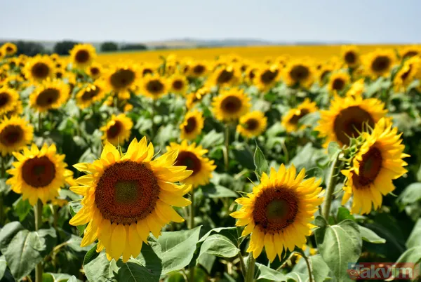 Trakya'da kanola yerini tekrar ayçiçeğe bıraktı - 20