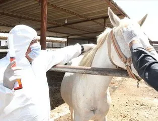 Koronavirüse karşı milli mücadele! Atlardan elde ediliyor!