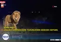 Antalya'da Aslan saldırısı