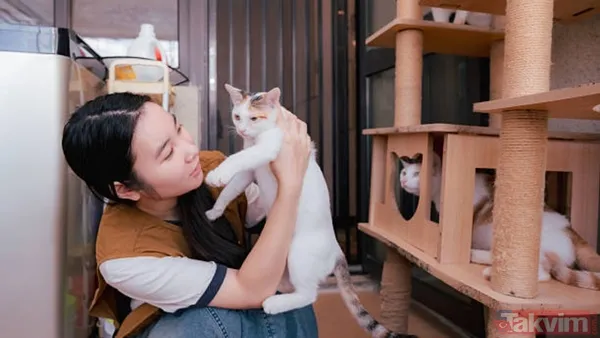 Türkiye sandınız ama değil! 74 milyonla dünyanın en çok kedi besleyen ülkesi açıklandı - 5