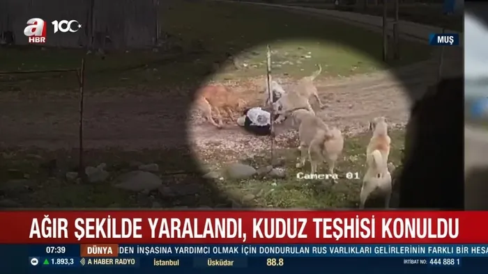 Son dakika: Ankara'dan sonra bu kez Muş! 73 yaşındaki kadın başıboş köpeklerin saldırısına uğradı-3