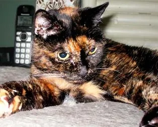 En yaşlı kedi 27 yaşında