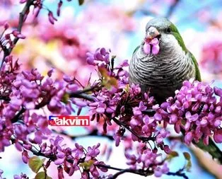 İlk cemre ne zaman düşüyor?