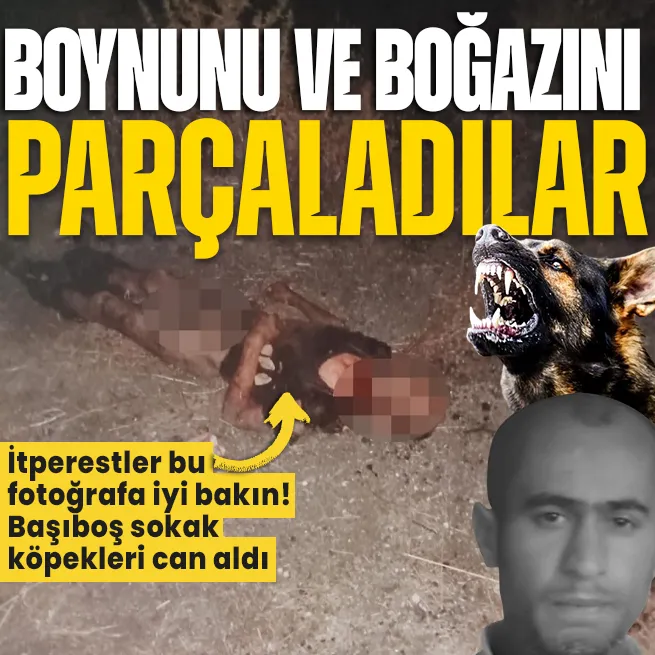 Fatihte başıboş sokak köpeği vahşeti: 1 kişi hayatını kaybetti | Dehşeti anlattılar: Boğazını ısırıp kopartmışlar