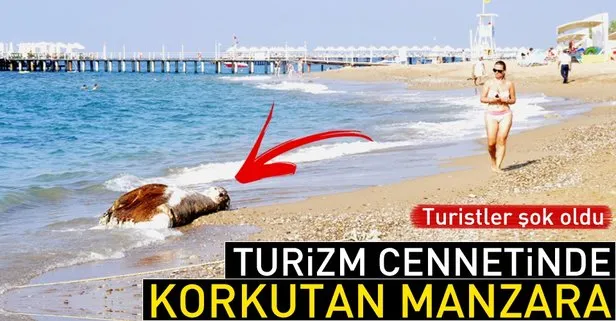 Antalya’da tatilcileri şoke eden görüntü! Ölüsü sahile vurdu