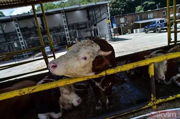 Kurban nasıl kesilir? Kurban için vekalet nasıl verilir? Kurban ibadetinde nelere dikkat edilmeli? Diyanet kurbanda dikkat edilmesi gerekenleri açıkladı - 5