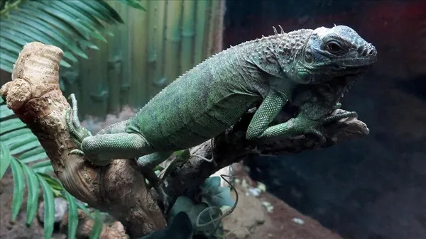 abdnin-florida-eyaletinde-halk-gokten-iguana-yagmasina-karsi-uyarildi-1608889644328.jpg ABD'nin Florida eyaletinde halk gökten iguana yağmasına karşı uyarıldı-5