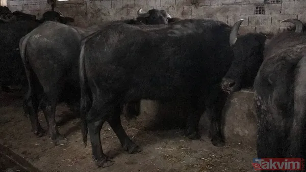 Manda sütü bir köyü kurtardı! Herkes geçimini sağlıyor! Kaymağın kilosu 120 lira - 14