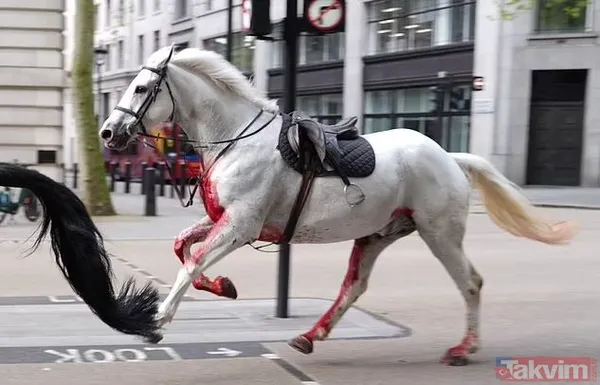 Öfkeli beş Kraliyet atı Londra’yı birbirine kattı! Kaçak atlardan biri sabıkalı çıktı: Kral Charles’ın taç giyme töreninde kafaya tekme - 5