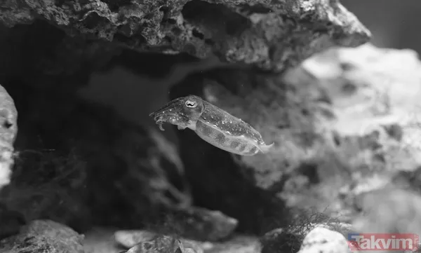 Zorlu testi geçtiler! Bilim açıkladı: Meğer mürekkep balıklarının beyni... - 5