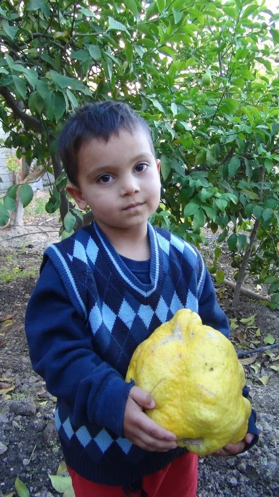 bin-liradan-satacak-turkiyenin-en-buyuk-limonu-tam-tamina-2-kilo-40-gram-1638435861637.jpg Bin liradan satacak! Türkiye'nin en büyük limonu: tam tamına 2 kilo 40 gram-2