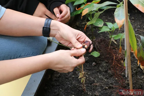 Ankara'da lise öğrencileri karasal iklimde muz avokado incir limon zeytin ve hurma yetiştiriyor - 11