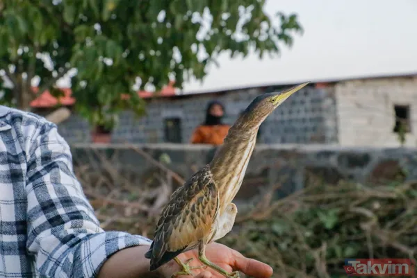 Türkiye'de ilk! Şanlıurfa'da 'yeşil sırtlı balıkçıl' görüldü - 6