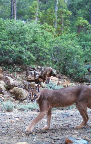 Dünyada bir ilk! İki vahşi kedi Anadolu'da bir arada yaşıyor