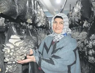 Hibe destek tesis sahibi yaptı
