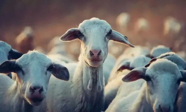 kurban-kesmek-yerine-para-verilebilir-mi-kimlerin-kurban-kesmesi-vaciptir-kurban-yerine-sadaka-verilir-mi-1687869725225.jpeg Kimlerin kurban kesmesi vaciptir? Kurban kesmek yerine para verilebilir mi? Kurban yerine sadaka verilir mi?-4