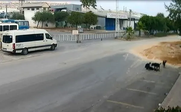 Antalya'da köpekleri bilerek ezen o vicdansız yakalandı-7