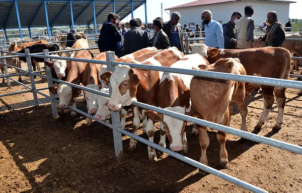 Kurban Bayramı yaklaştı! Şartlar belli oldu! İşte hayvan toplama ve satış yerlerine çalışma izni şartları-4