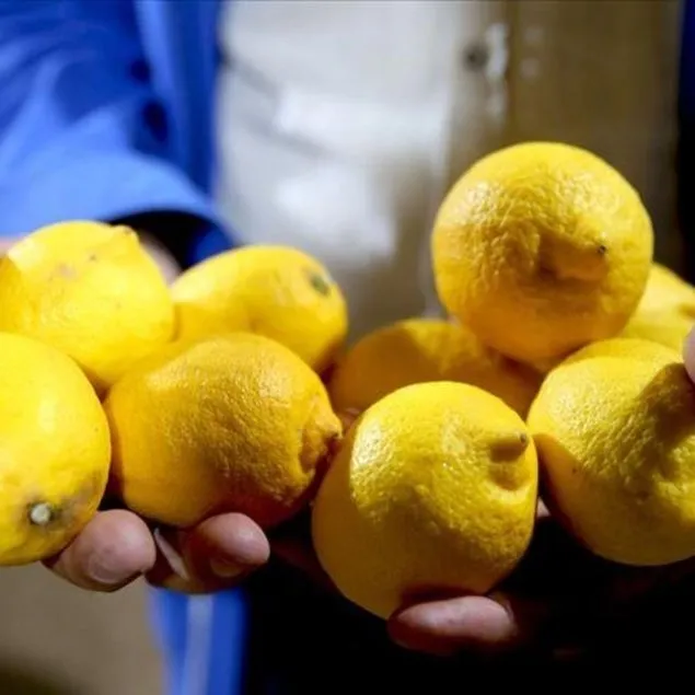 Markette şampiyon limon