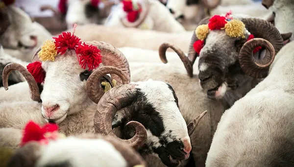 Kurban Bayramı öncesi flaş açıklama! TESK uyardı: Sahtelere dikkat!-5