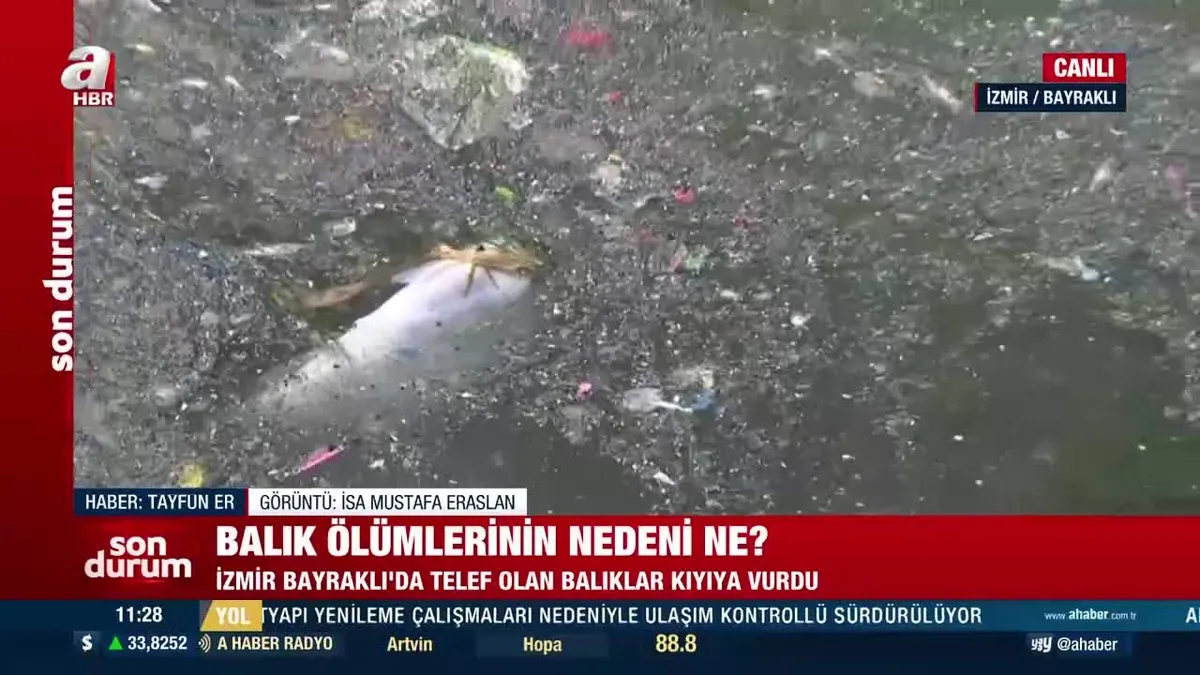 İzmir Bayraklı'da toplu balık ölümleri! Nedeni ne?