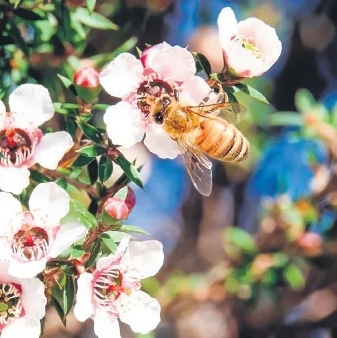 Manuka balı kanserin ilacı
