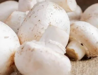 Beyin için mantar yiyin