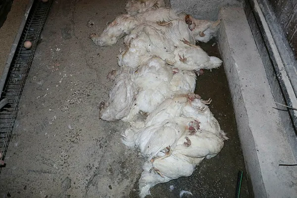 kahramanmarasta-sogutma-fani-bozulan-ciftlikteki-7-bin-500-tavuk-telef-oldu-1624615432956.jpg Kahramanmaraş'ta soğutma fanı bozulan çiftlikteki 7 bin 500 tavuk telef oldu-5