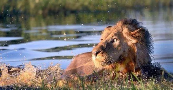 Ormanlar kralı aslan bile onu görünce korkuya kapıldı! 