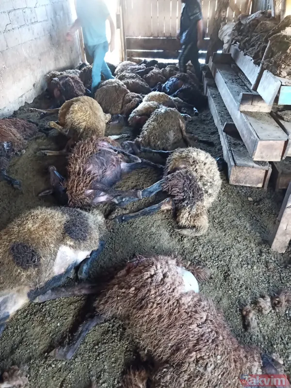 Kurt ağıla girdi! 40 koyun telef oldu 6 koyun yaralandı - 6
