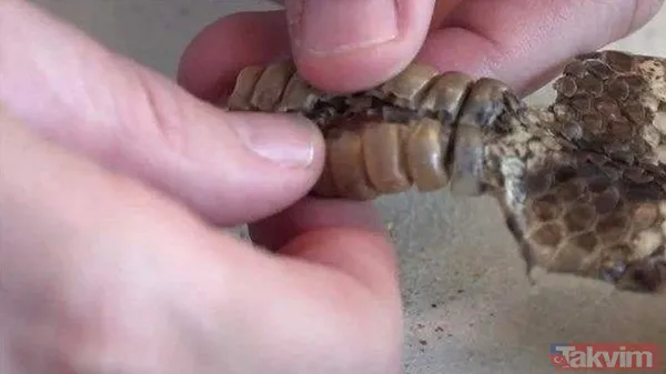 Çıngıraklı yılanın kuyruğundan çıkanlar görenleri şoke etti! Dünya merak ediyordu sonrasında olanlar akıllara zarar - 1