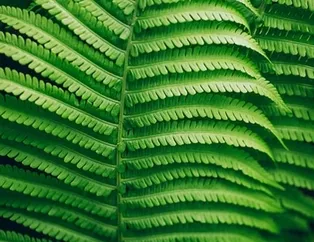 Eğrelti otu vazgeçilmez