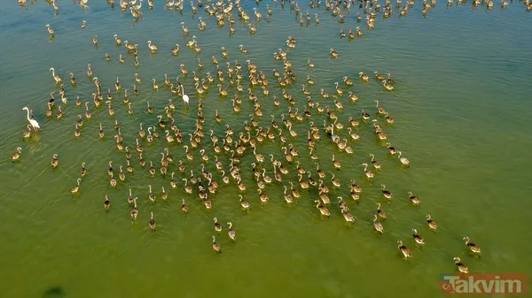 Minik allı turnalar (flamingolar) uçmayı İzmir Kuş Cenneti'ndeki doğal kreşte öğreniyorlar - 45