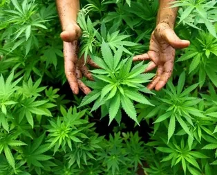 Petrolün ve doların panzehiri: Kenevir! Kenevir Türkiyede neden yasaklandı? İşte kenevirin kullanım alanları