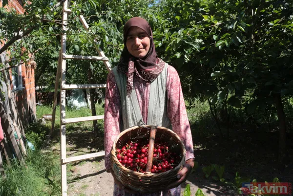 Balıkesir Bigadiç'te 650 rakımlı mahallede yetişen kirazın kilosu bahçede 2 lira pazarda 15 lira - 18