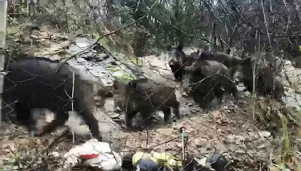 İstanbul’da domuz sürüsü korkuttu-2