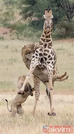 İki aslan dev zürafayı gözüne kestirdi! Hayatta kalma mücadelesinin kazananı...