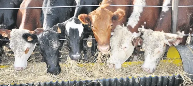 Kurbanlıkları ESK alacak