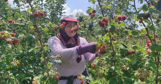 Bursa Türkiye’nin ahududu ihtiyacının yüzde 70’ini karşılıyor! Kilosu 30 lira