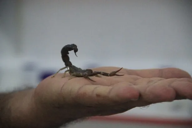 Herkesin korkulu rüyası! Litresi 10 milyon dolar... Şanlıurfa'da 30 yıldır onlarla iç içe yaşıyor!-3