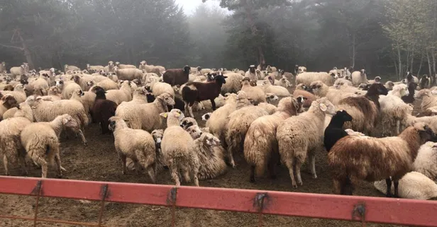 İcradan satılık araçlarla topladıkları 90 milyon liralık dolandırıcılık parasıyla çiftlik kuran şüpheliler tutuklandı