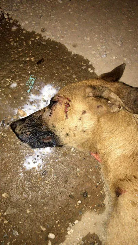 Sakarya'da vahşet! Köpeğe işkence yapıp, vücuduna kesici alet ile 'it' yazdılar-3