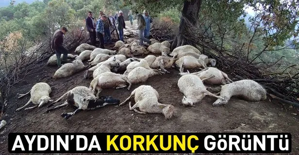 Son dakika: Aydın’da korkunç görüntü! Yan yana hepsi öldü...